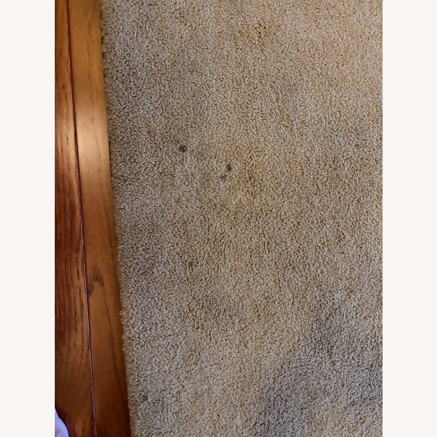 Custom Area Rug  - image-11