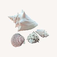 Queen Conch Shell 7” Coastal Decor Seashell
