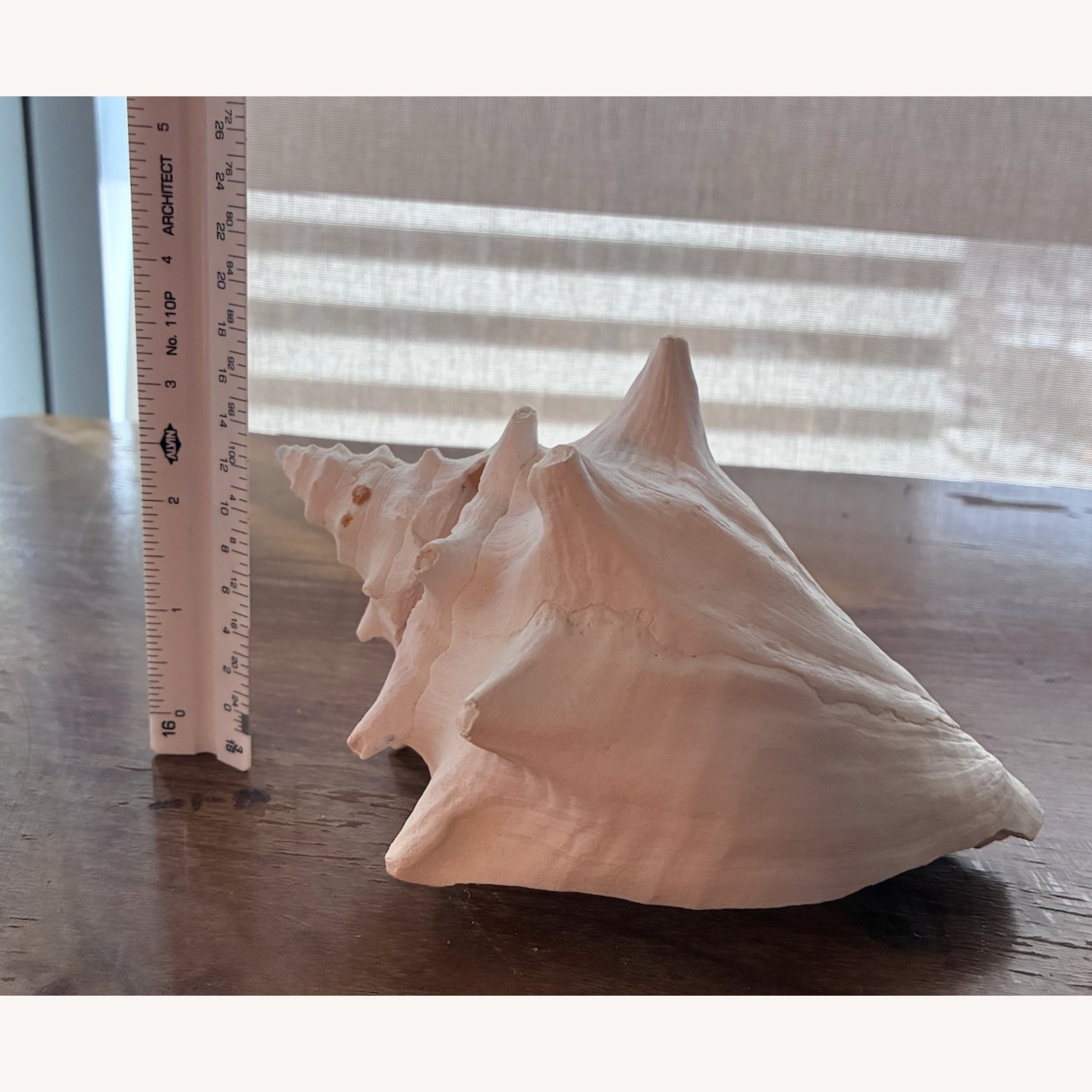 Queen Conch Shell 7” Coastal Decor Seashell - image-4