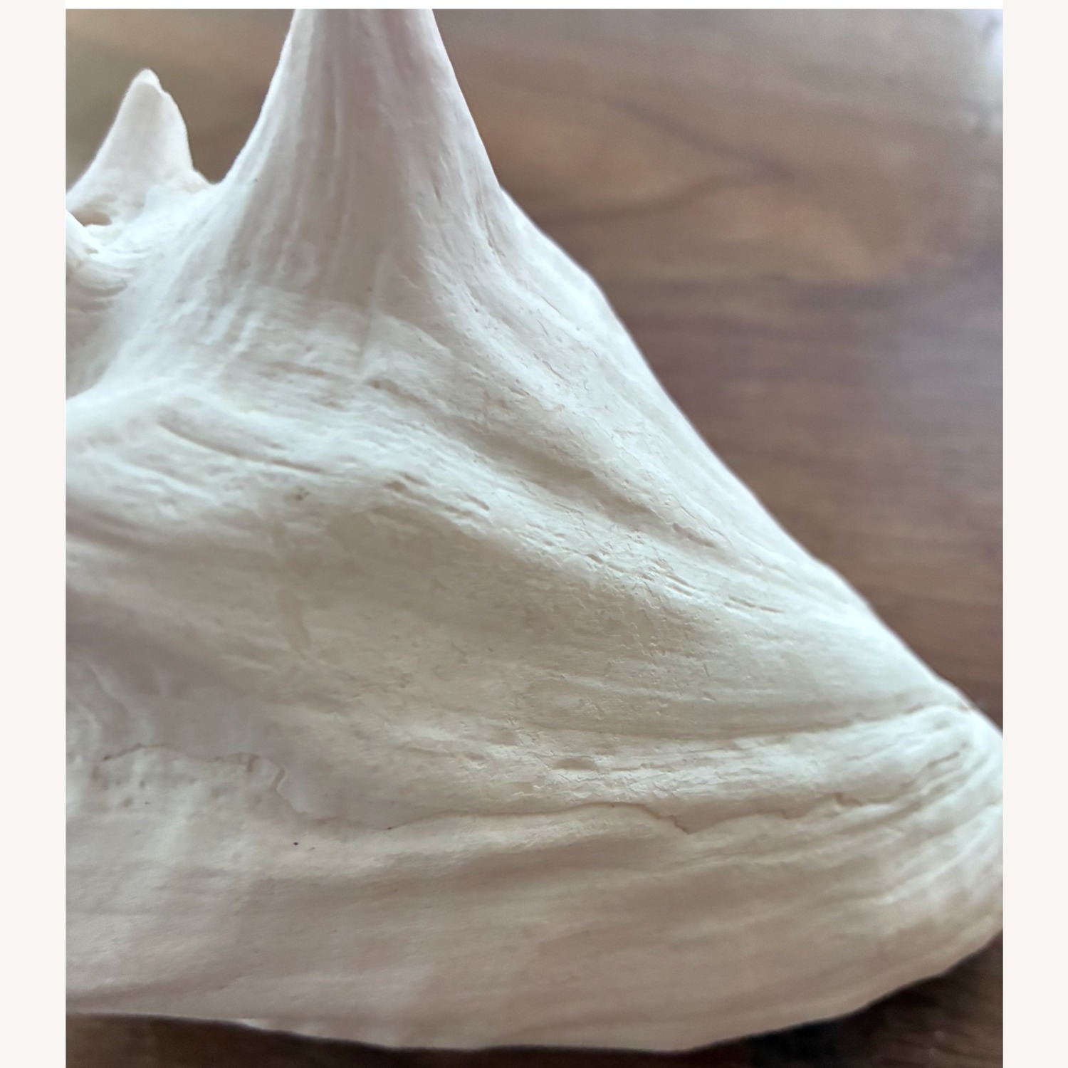 Queen Conch Shell 7” Coastal Decor Seashell - image-6