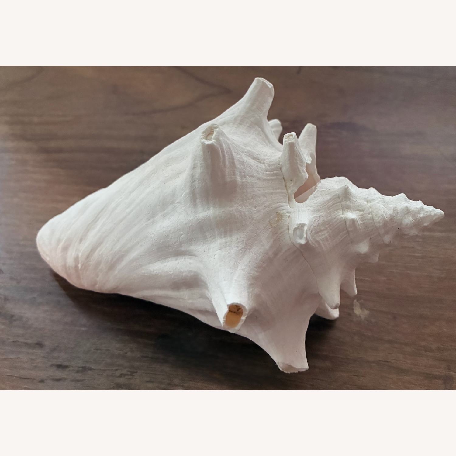 Queen Conch Shell 7” Coastal Decor Seashell - image-1