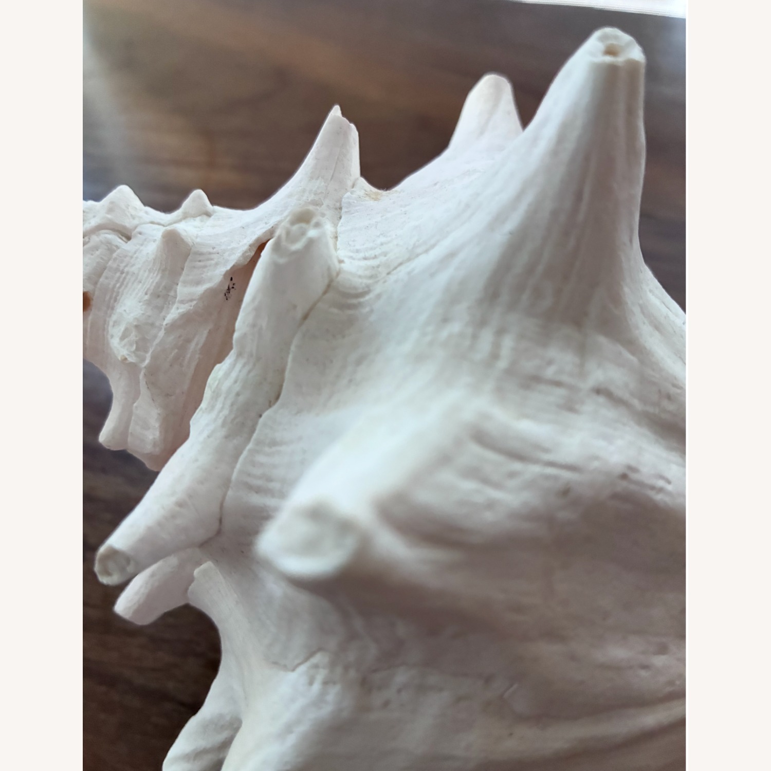 Queen Conch Shell 7” Coastal Decor Seashell - image-5