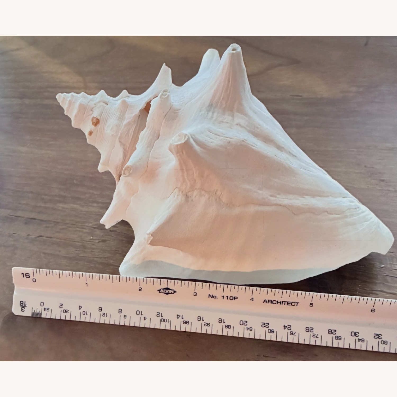 Queen Conch Shell 7” Coastal Decor Seashell - image-3