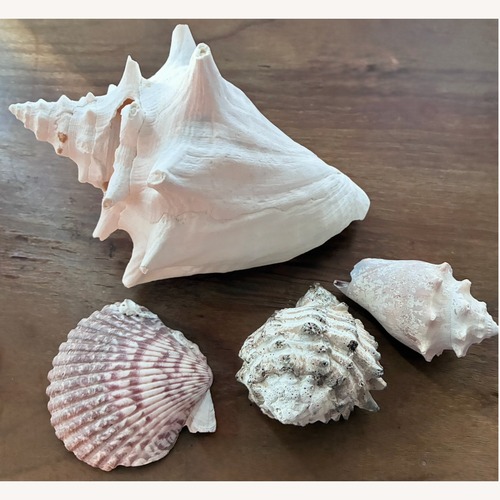 Used Queen Conch Shell 7” Coastal Decor Seashell for sale on AptDeco