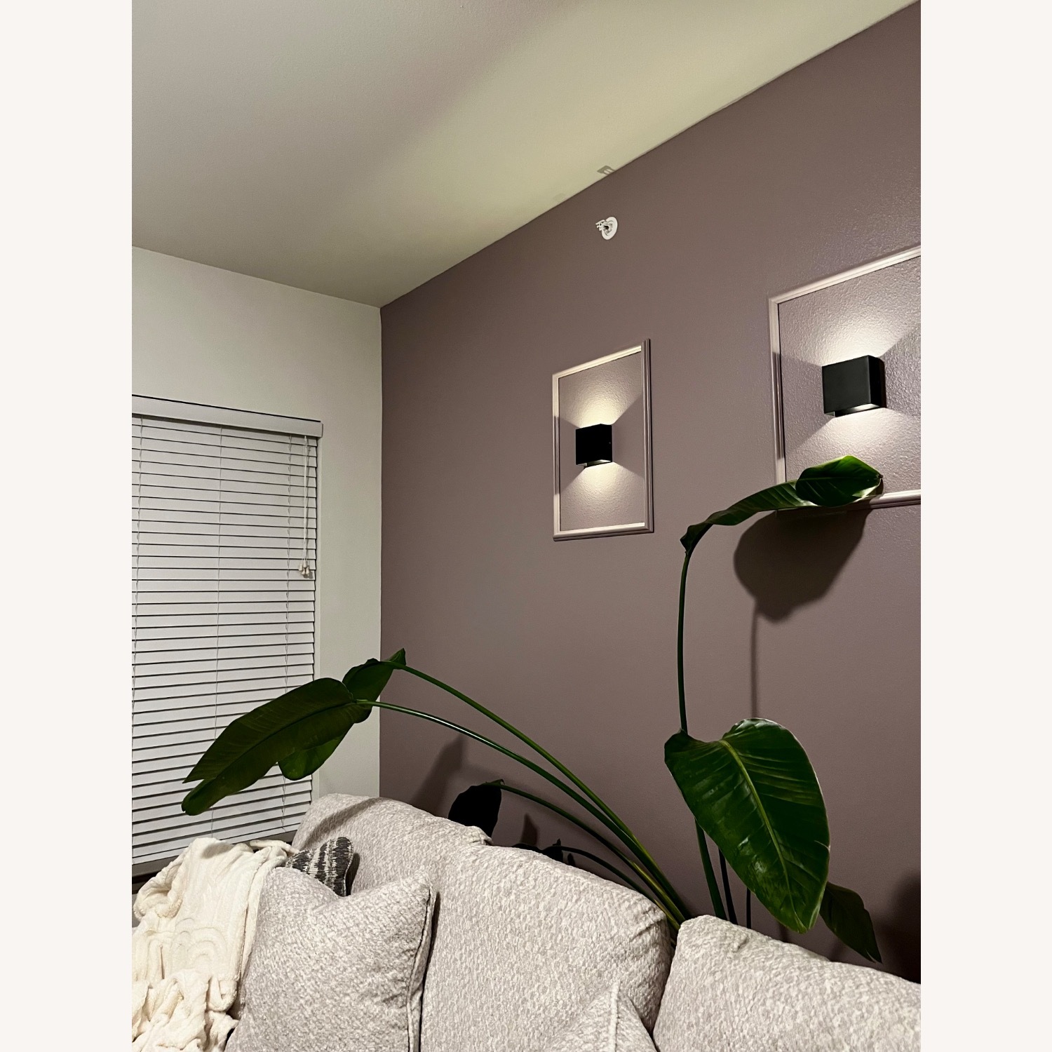 Bird of Paradise Plant - image-2