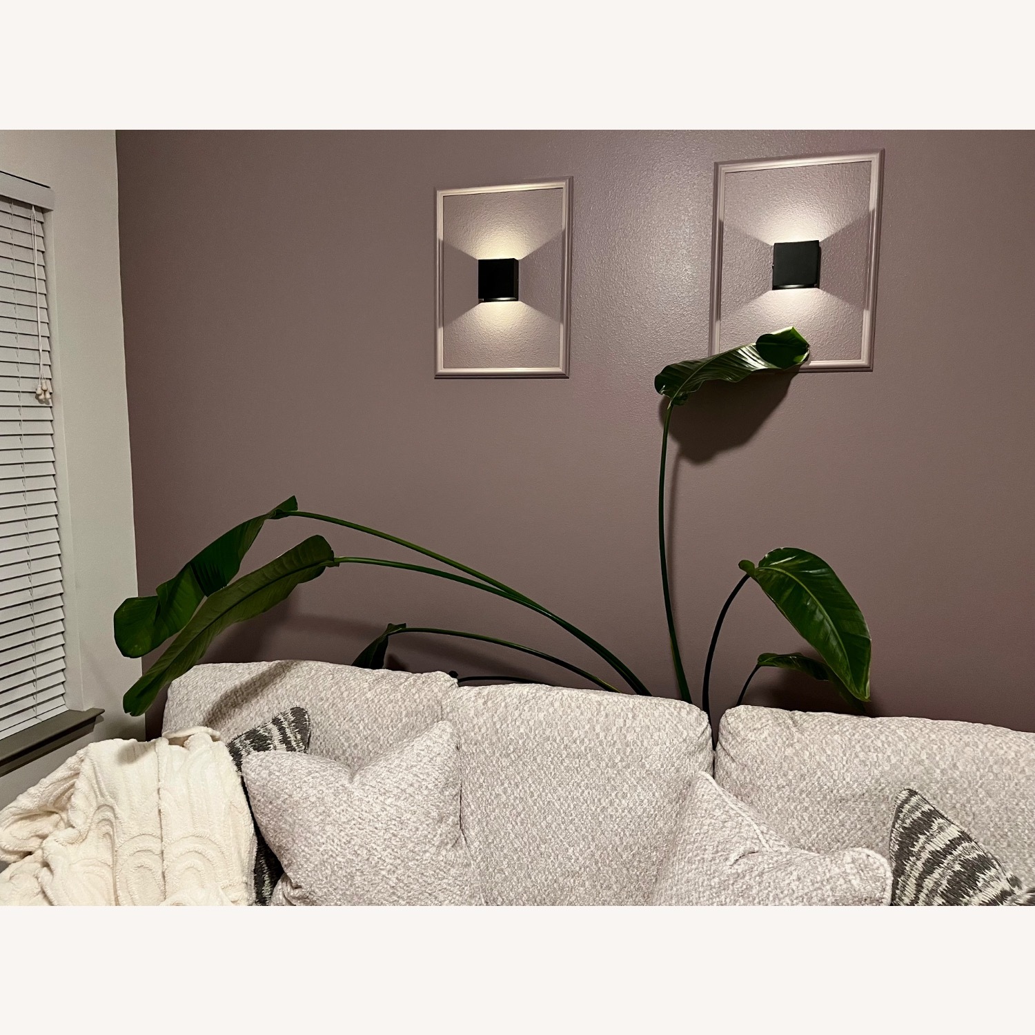 Bird of Paradise Plant - image-3