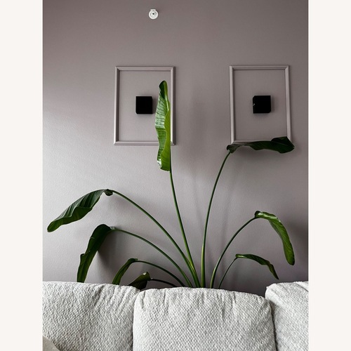 Used Bird of Paradise Plant for sale on AptDeco