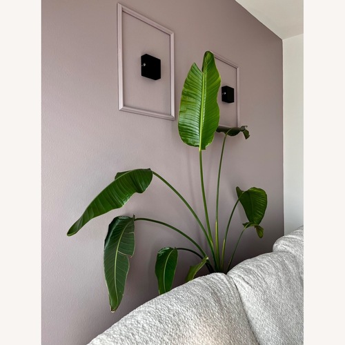 Used Bird of Paradise Plant for sale on AptDeco