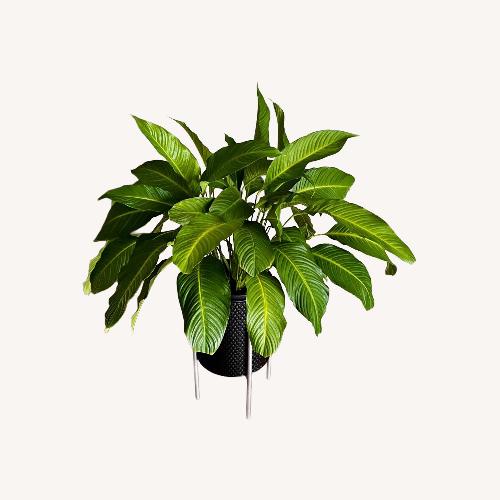 Used Peace Lily Plants for sale on AptDeco