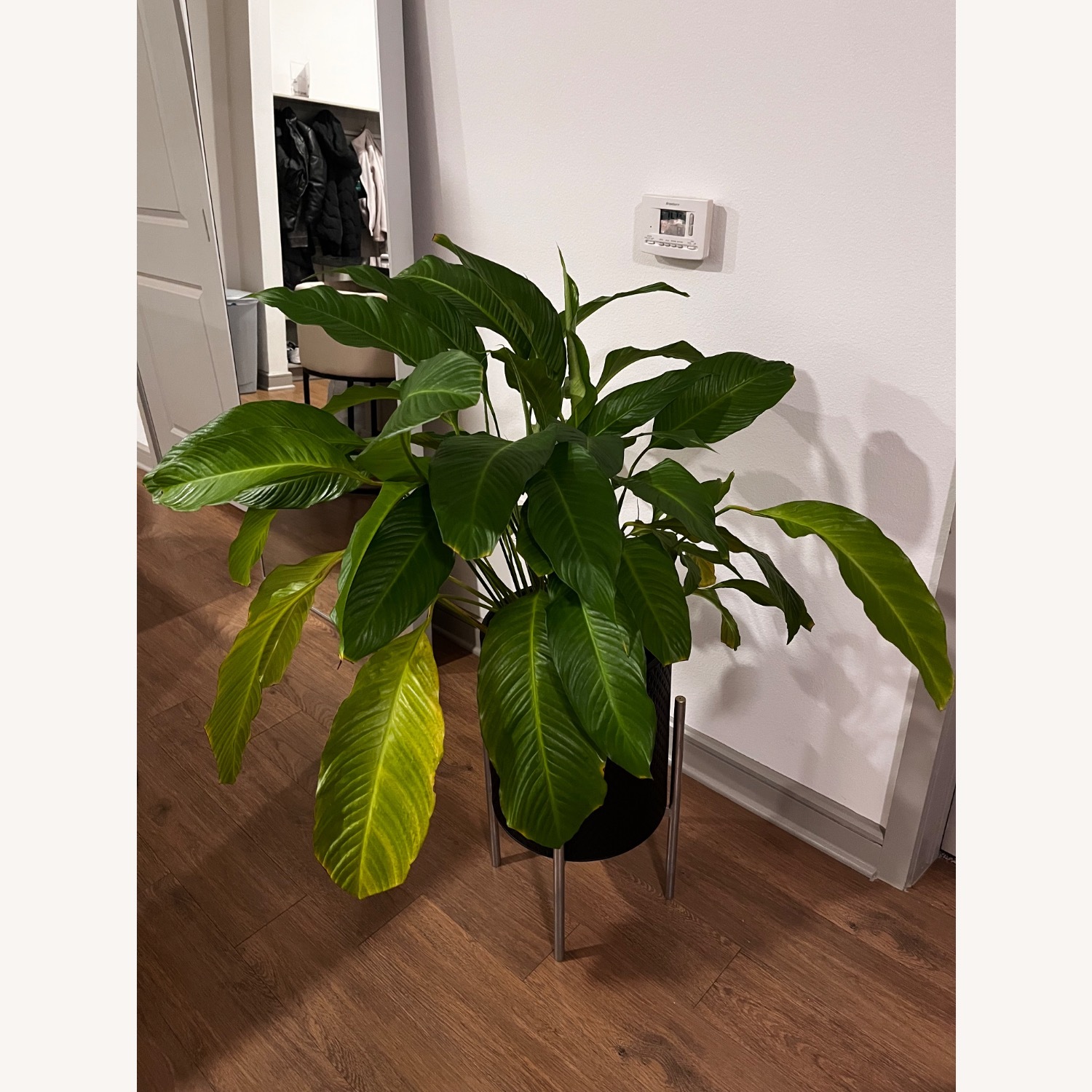 Peace Lily Plants  - image-2