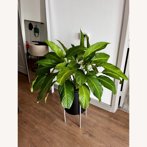 Used Peace Lily Plants for sale on AptDeco