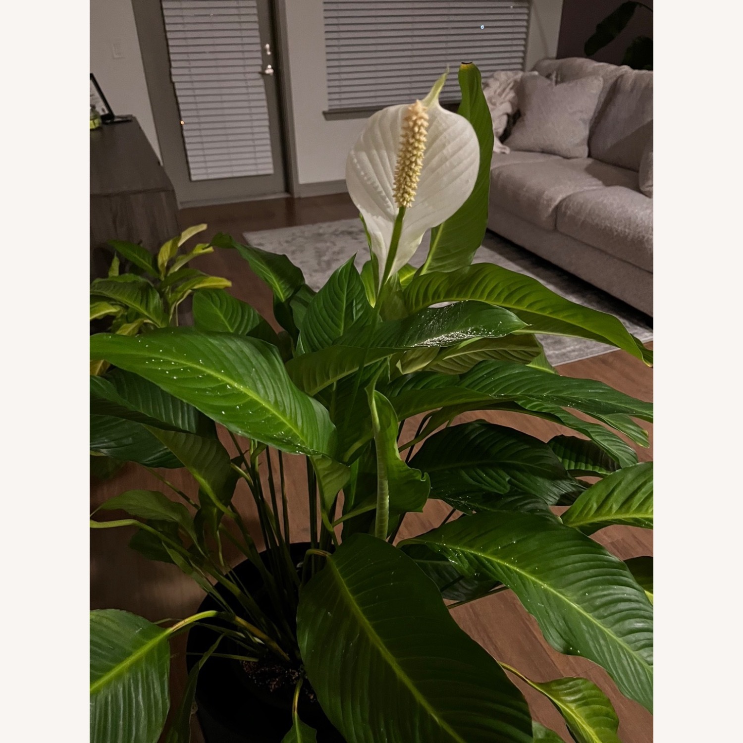 Peace Lily Plants  - image-1