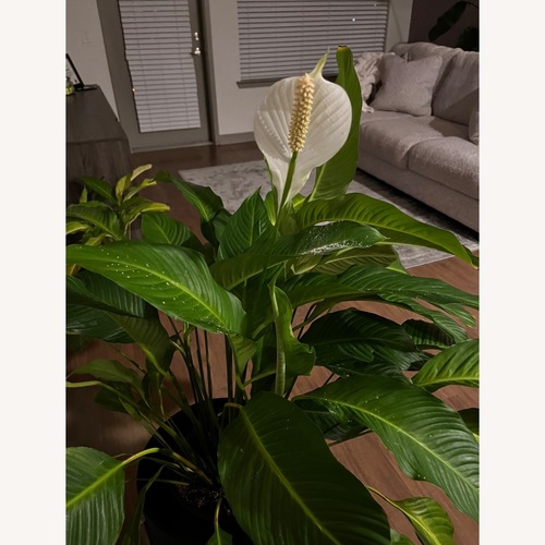 Used Peace Lily Plants for sale on AptDeco