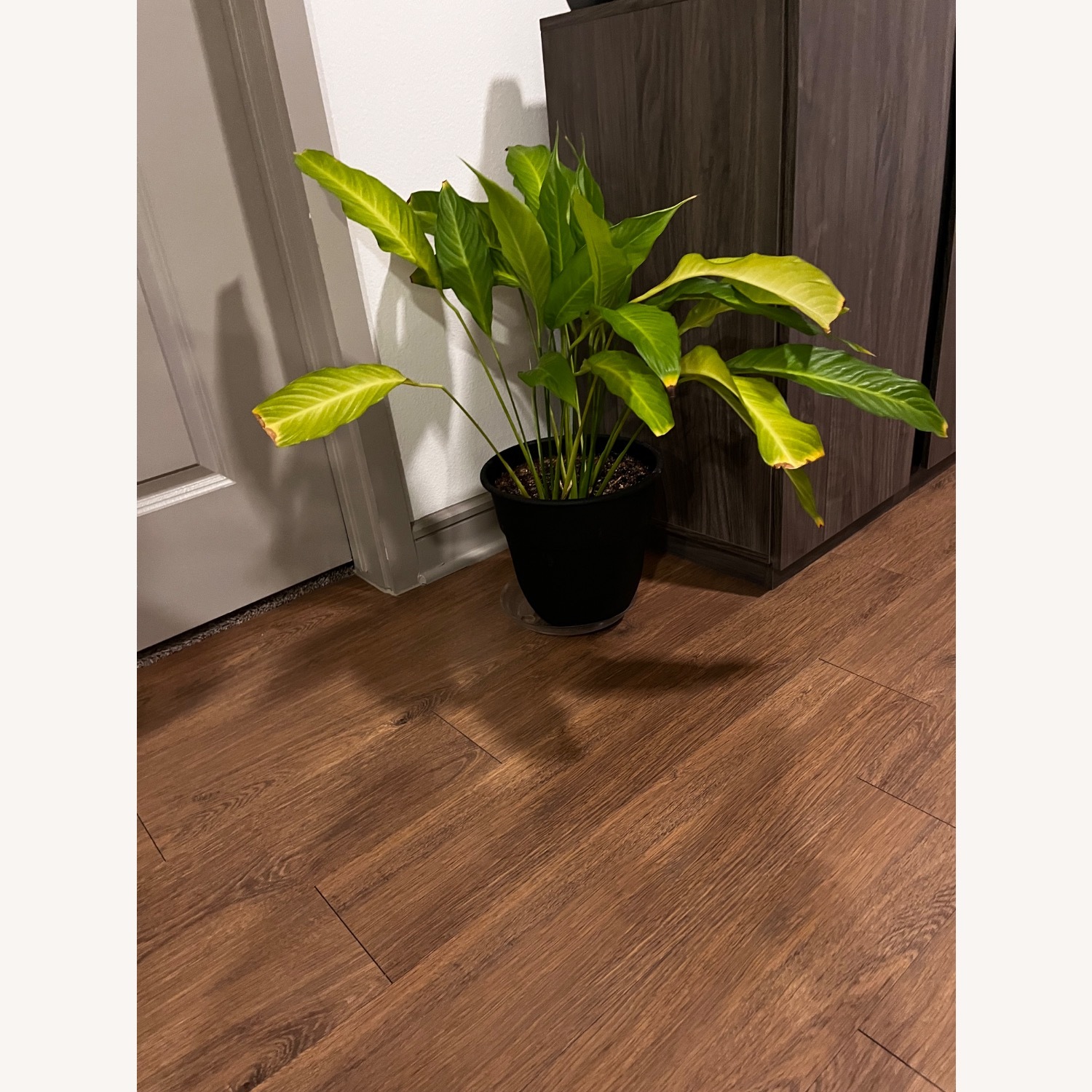 Peace Lily Plants  - image-3