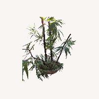 Yellow Bamboo Décor