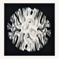 Coral Acrylic  Wall Art