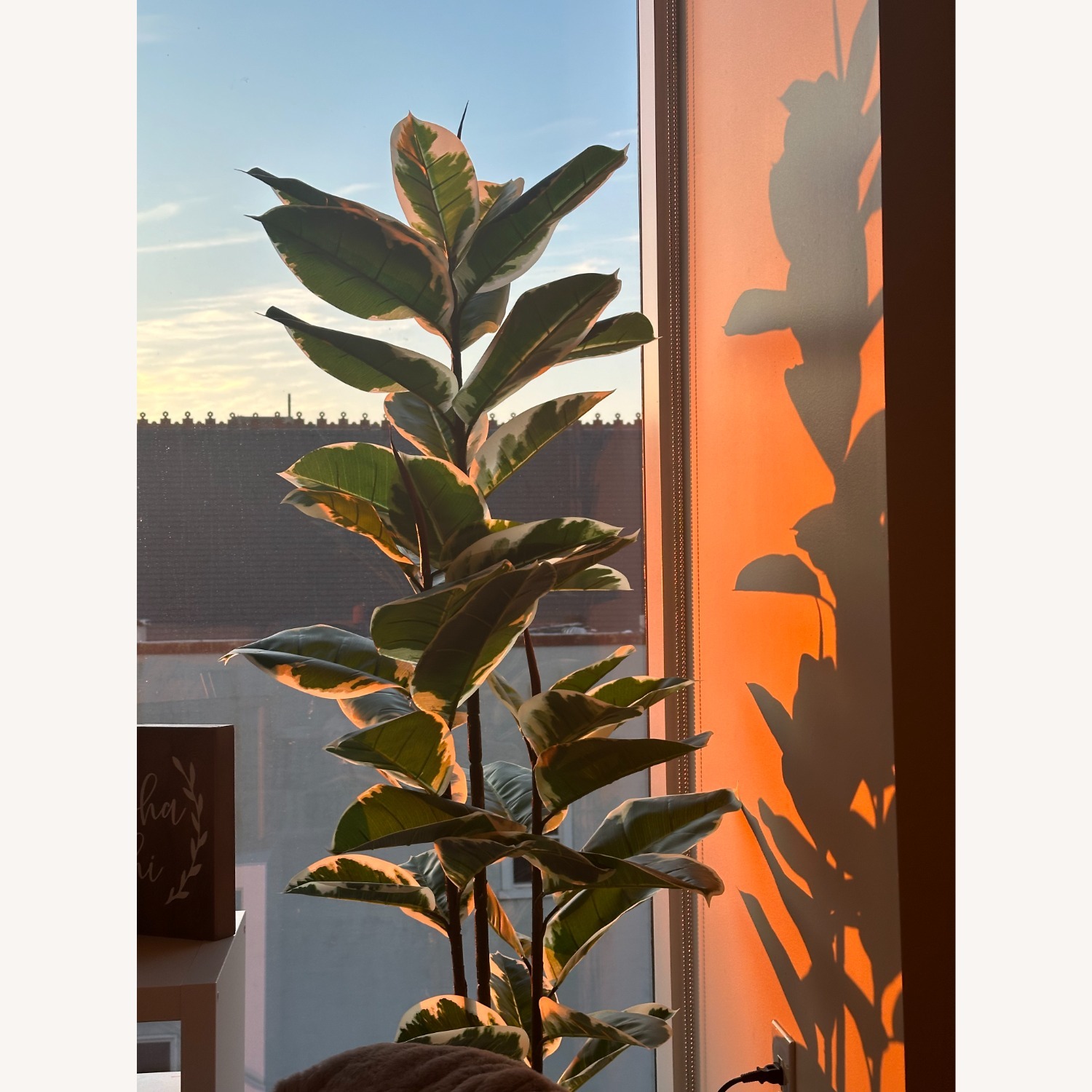 Five Foot Fake Ficus Plant - image-1