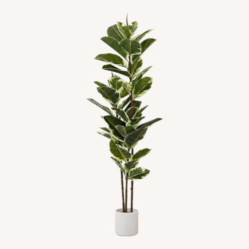 Used Five Foot Fake Ficus Plant for sale on AptDeco