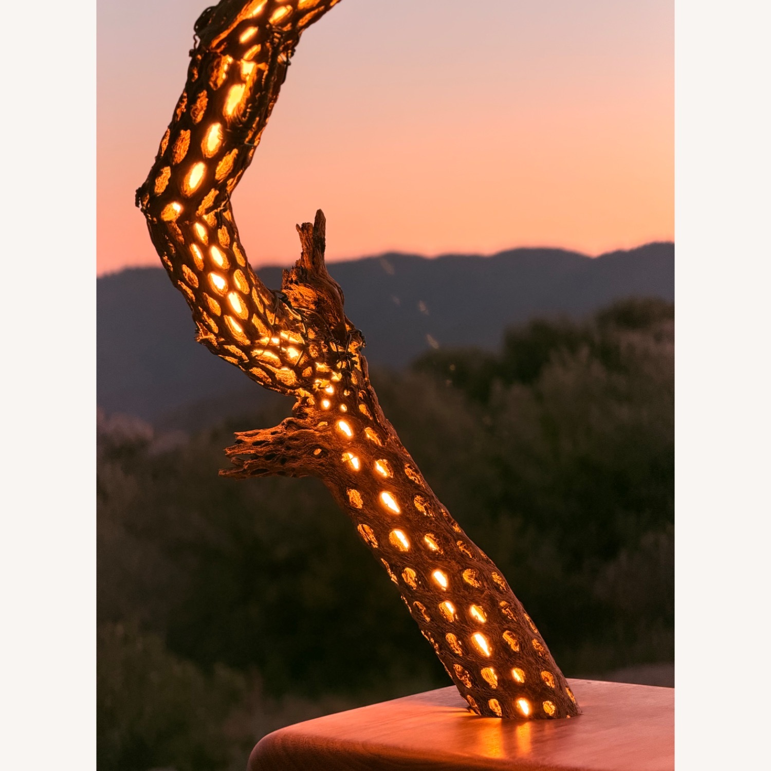 Handmade Cholla Lamp - image-4