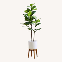 West Elm Faux Leaf Fig Tree+ Wood Leg Planter