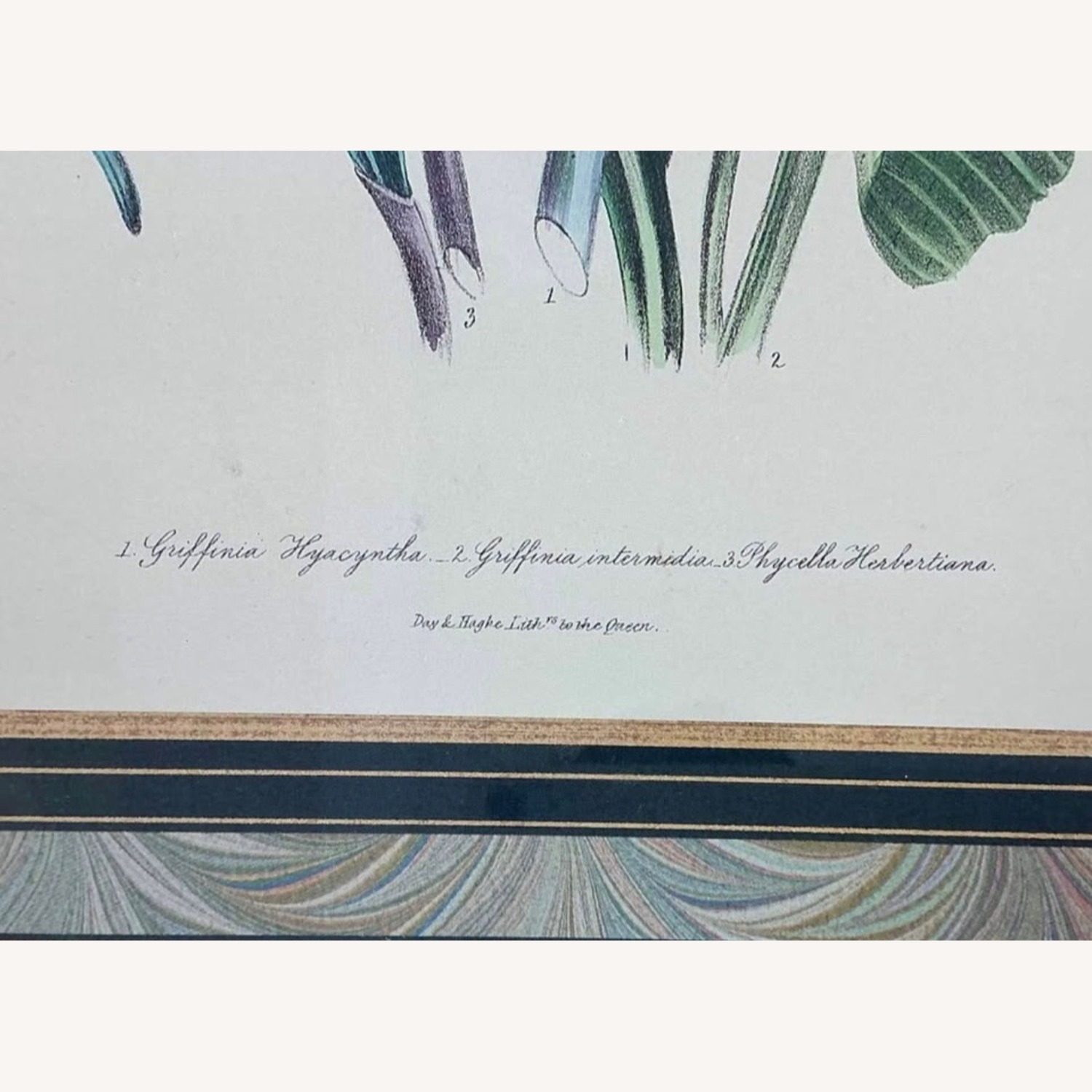 Antique Pair of Framed Botanical Floral Prints - image-3