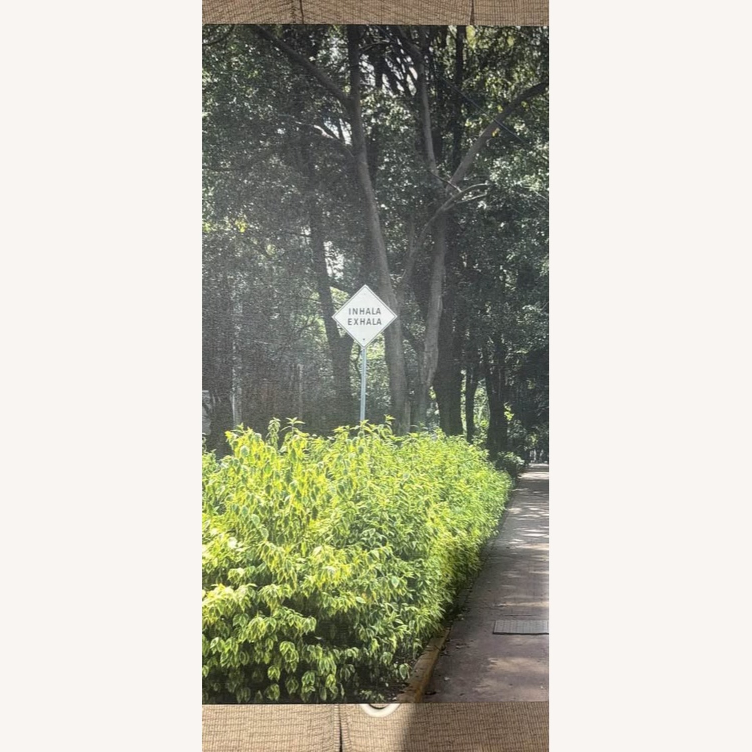 Large Canvas Print of Mexico City Greenery - image-4