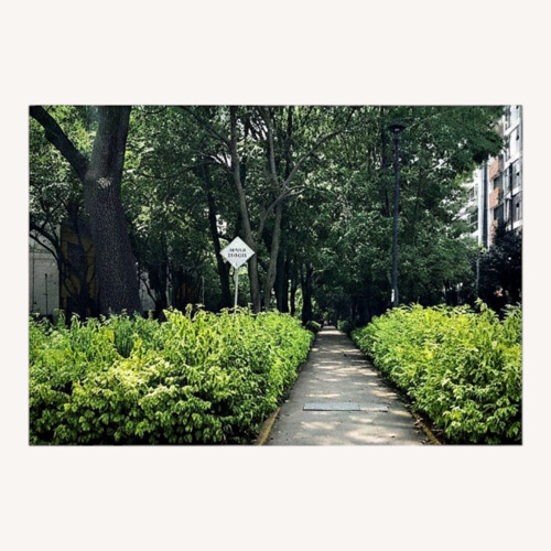 Used Large Canvas Print of Mexico City Greenery for sale on AptDeco