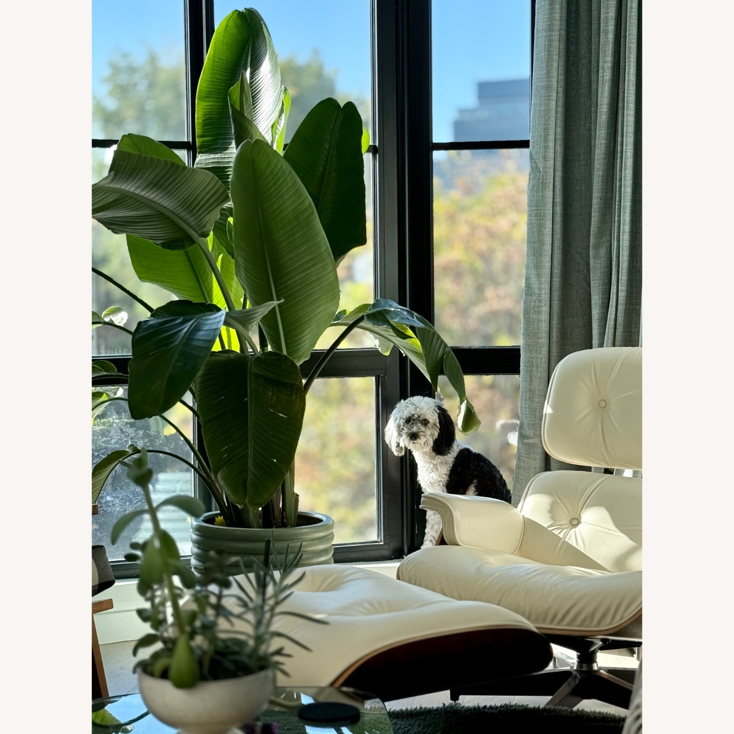 Herman Miller White Leather Recliner - image-1