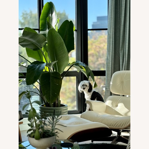 Used Herman Miller White Leather Recliner for sale on AptDeco