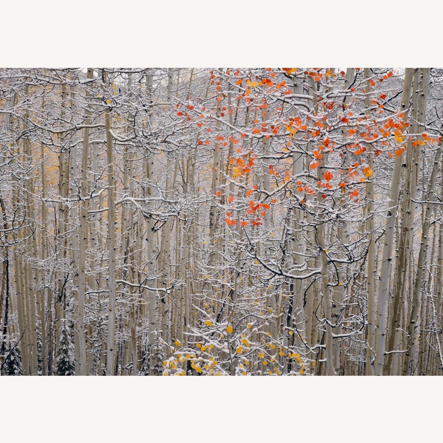 Peter Lik Winter’s Flame White Wall Art - image-3