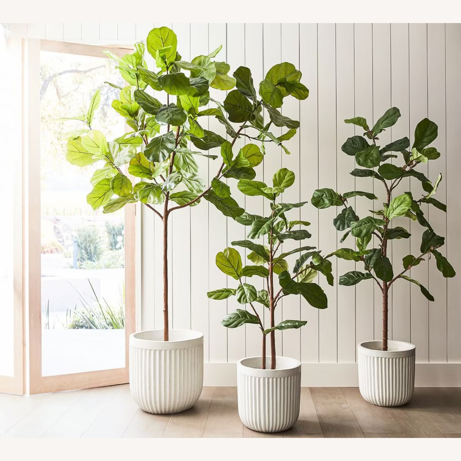 Pottery Barn Fig Leaf Tree - image-6