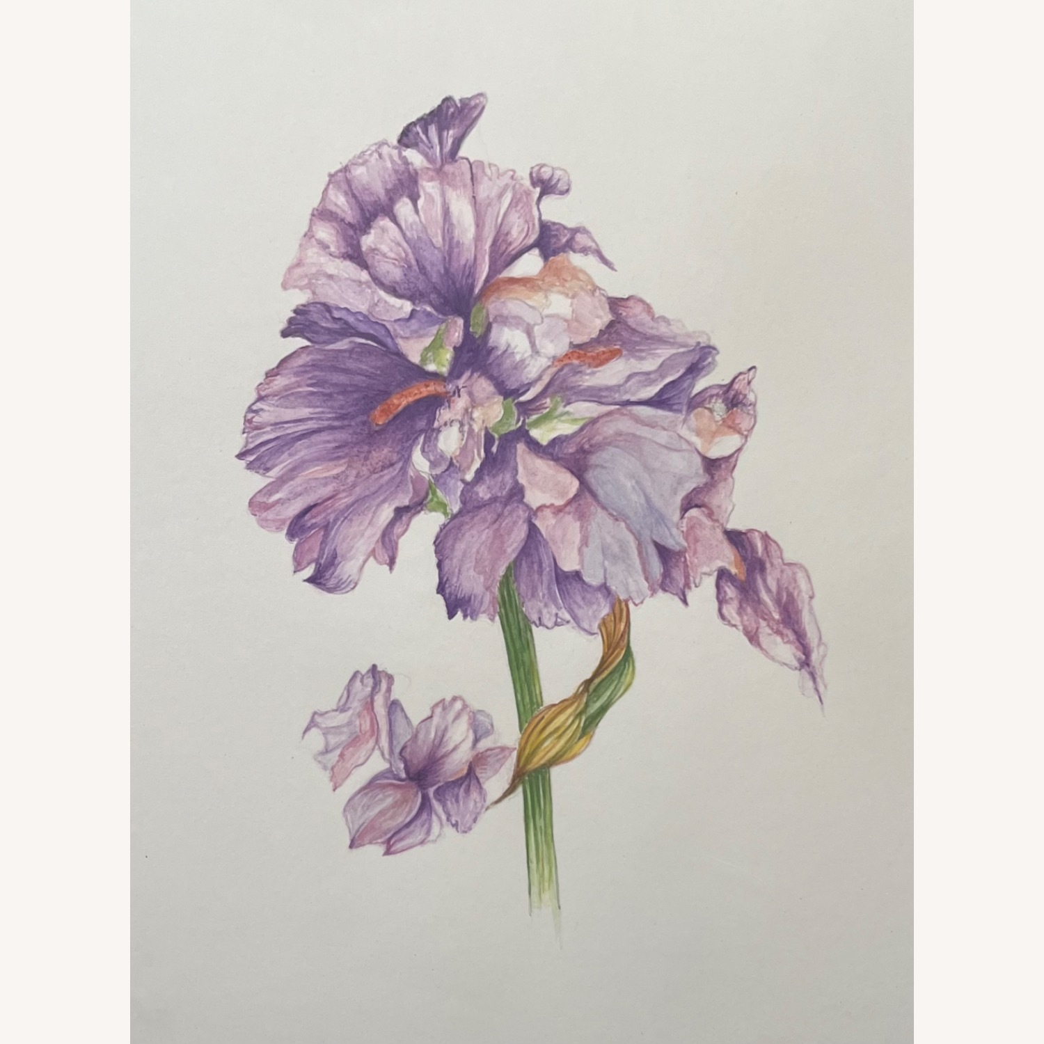 Botanic Watercolor Painting Purple Iris Signed - image-2