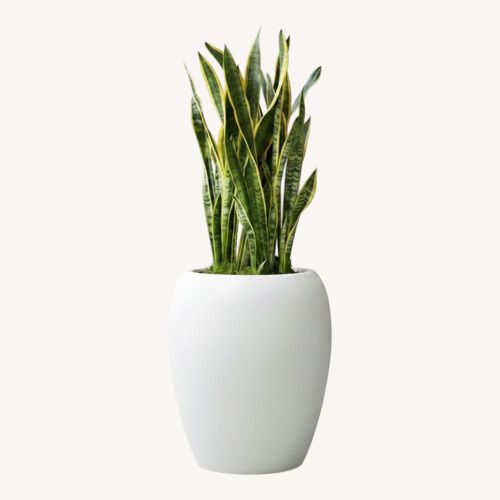 Used Leon & George White Planter Pot for sale on AptDeco
