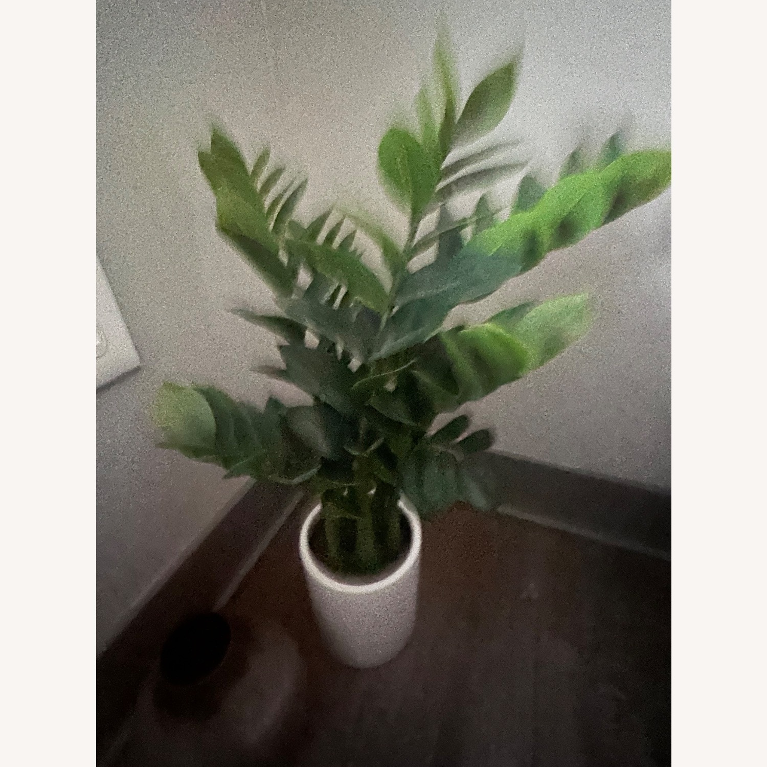 Decoration Plants - image-7