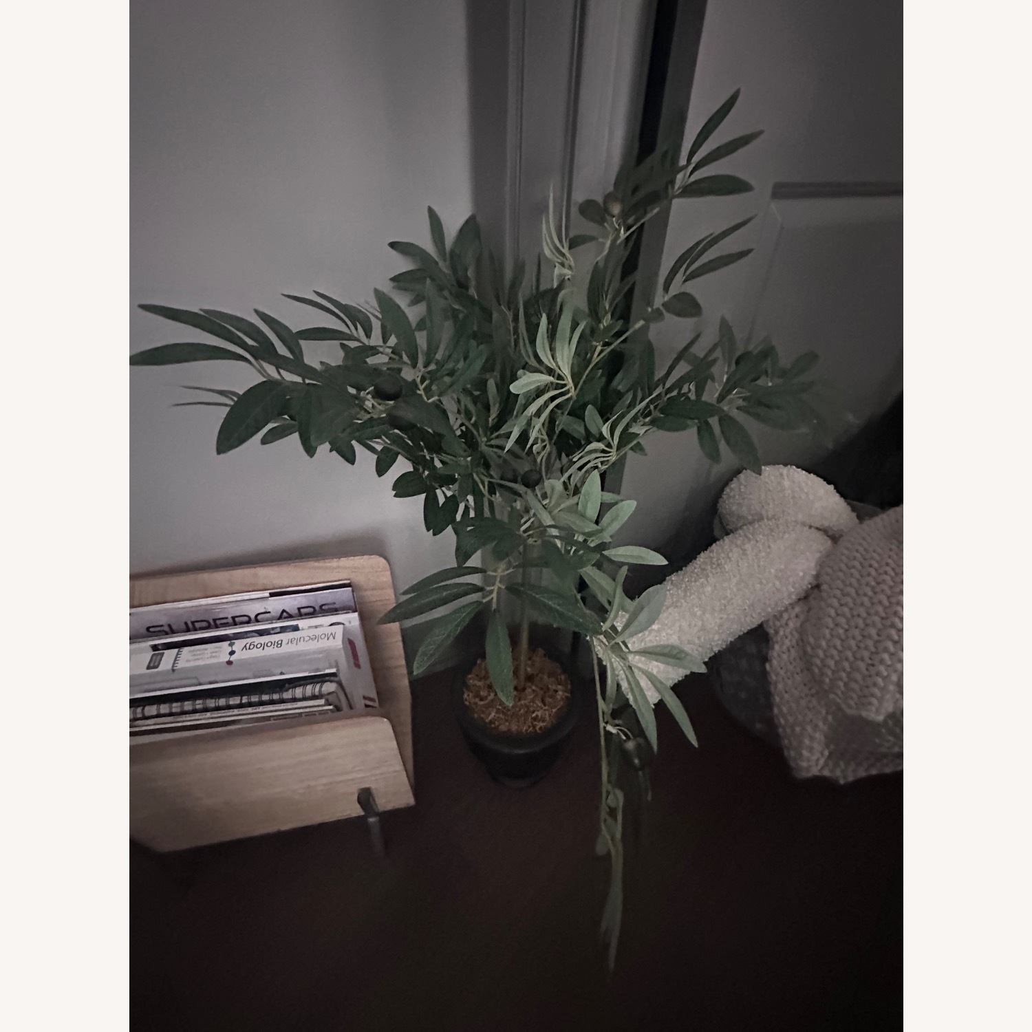 Decoration Plants - image-6