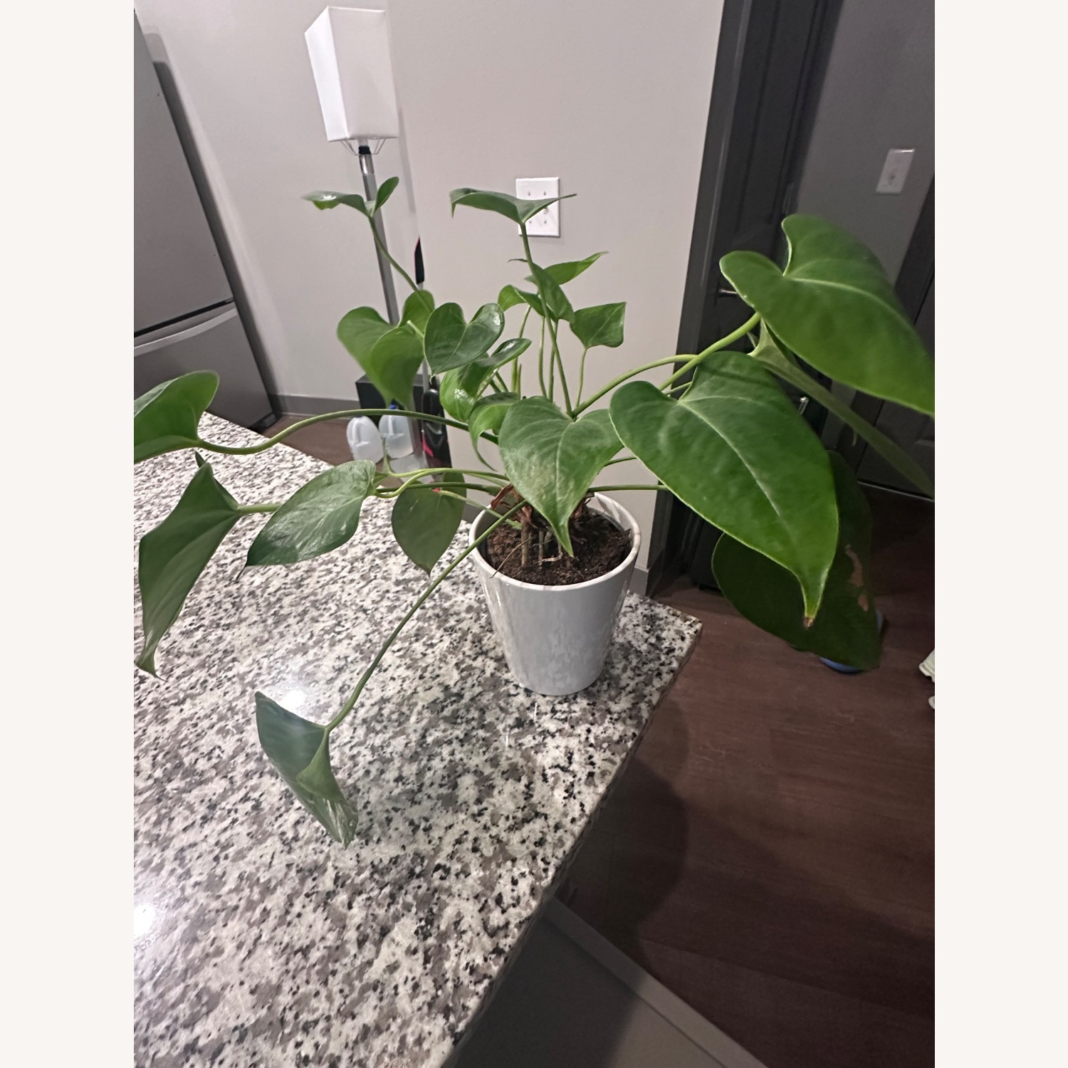 Decoration Plants - image-3
