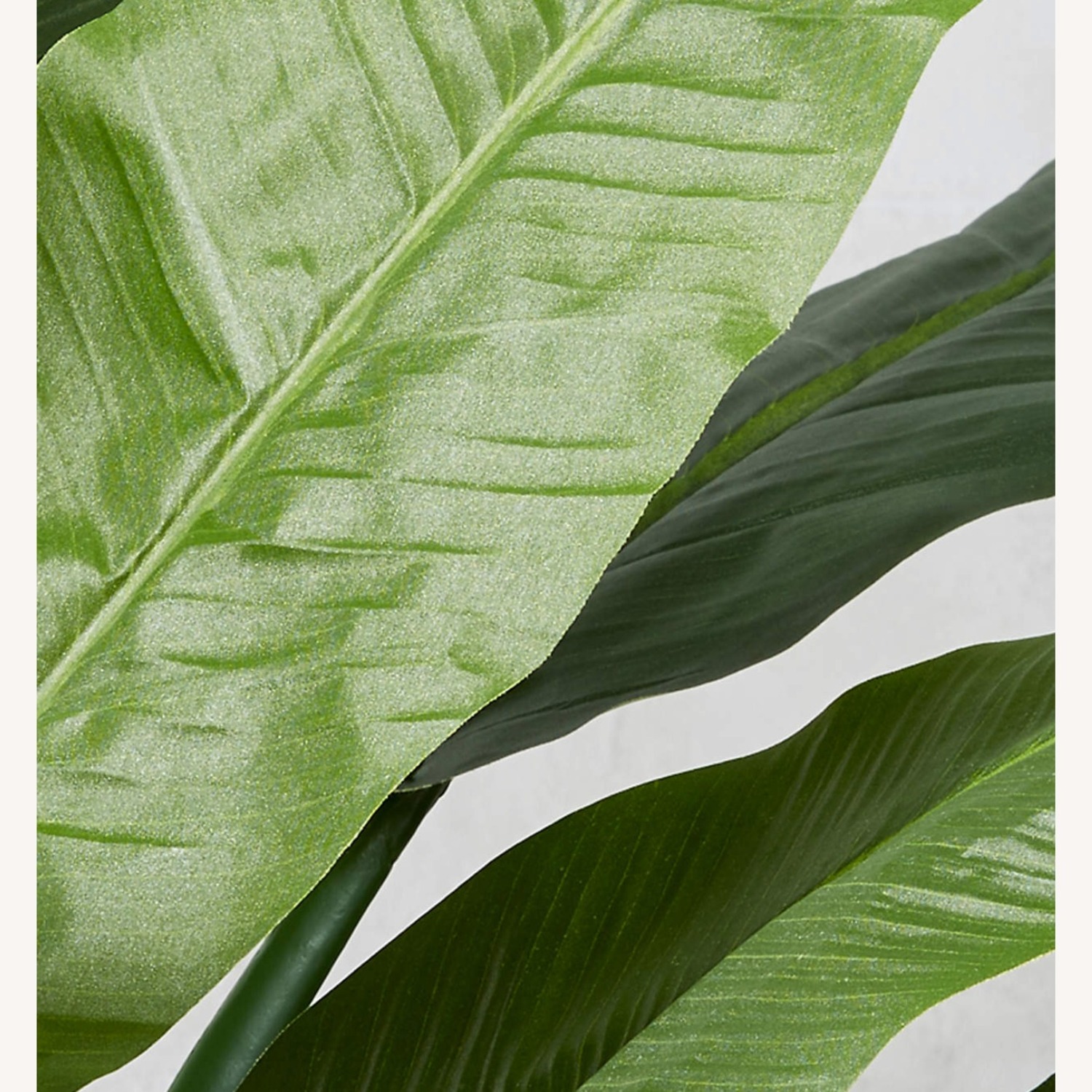 CB2 Potted Faux Bird of Paradise 6' - image-3