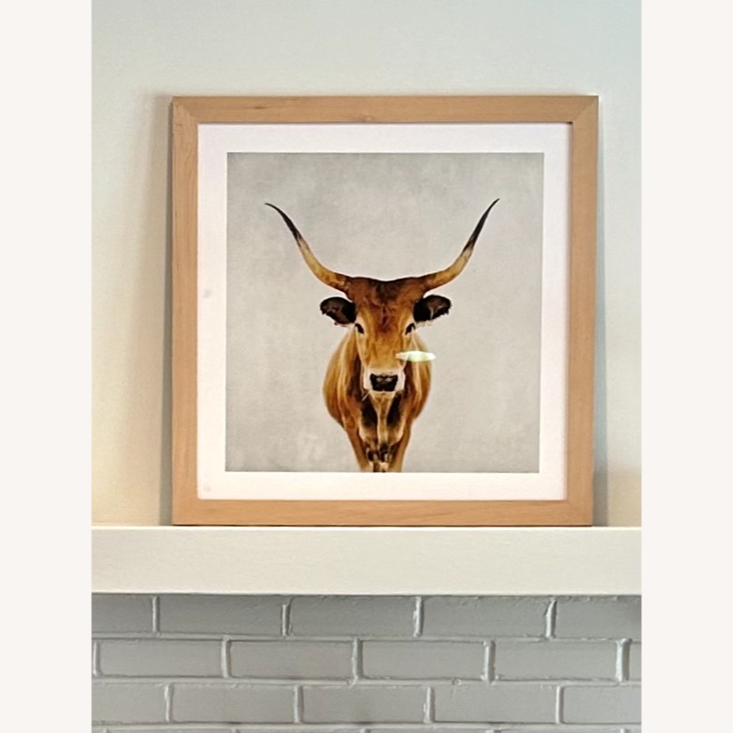Longhorn Bull Framed Photograph - image-2