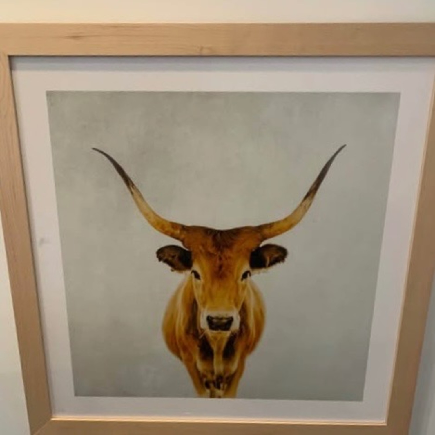Longhorn Bull Framed Photograph - image-1