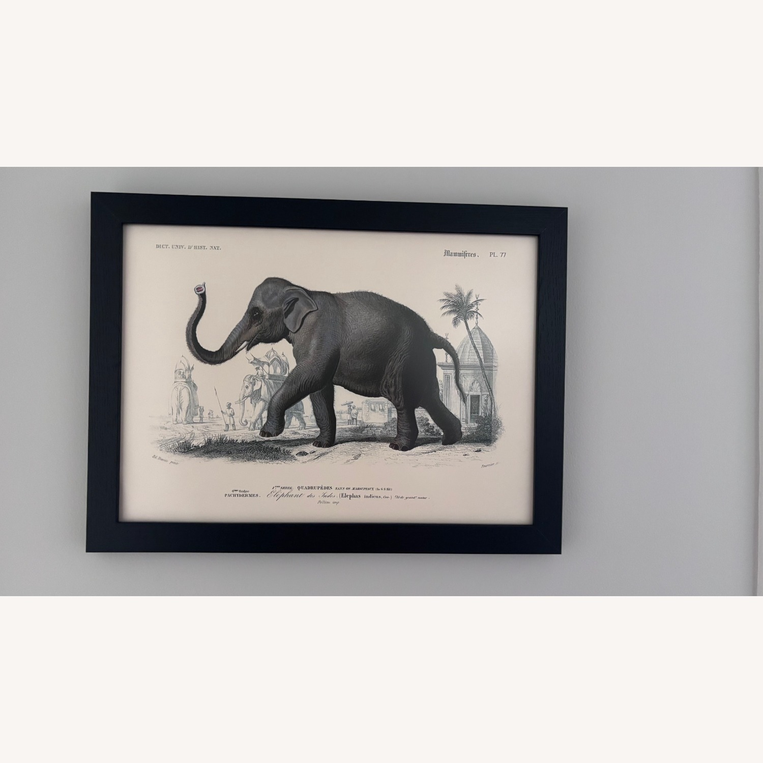 French Zoological Drawings - image-2