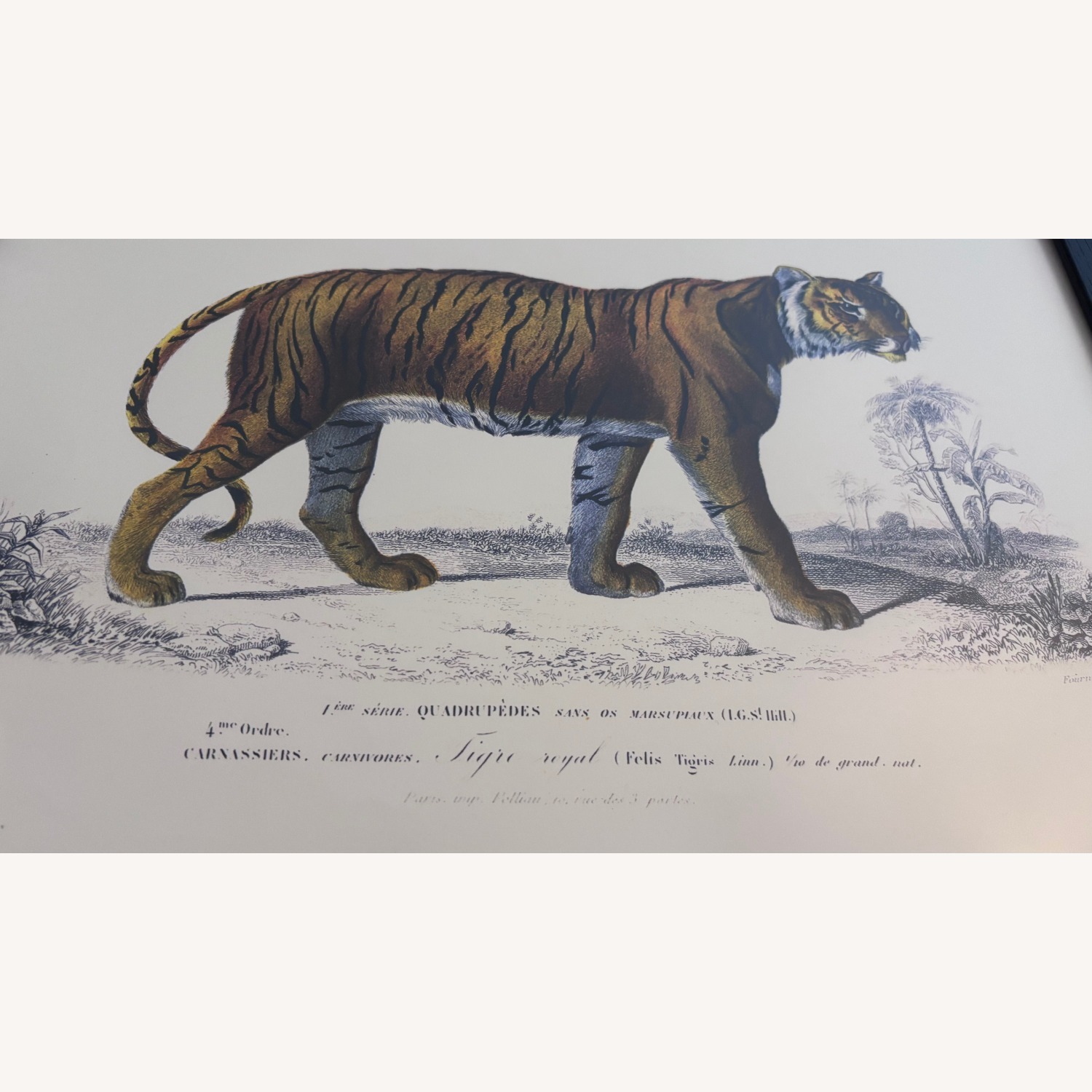 French Zoological Drawings - image-3