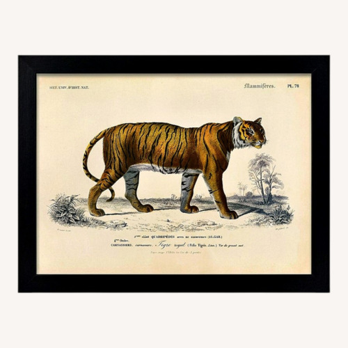 Used French Zoological Drawings for sale on AptDeco