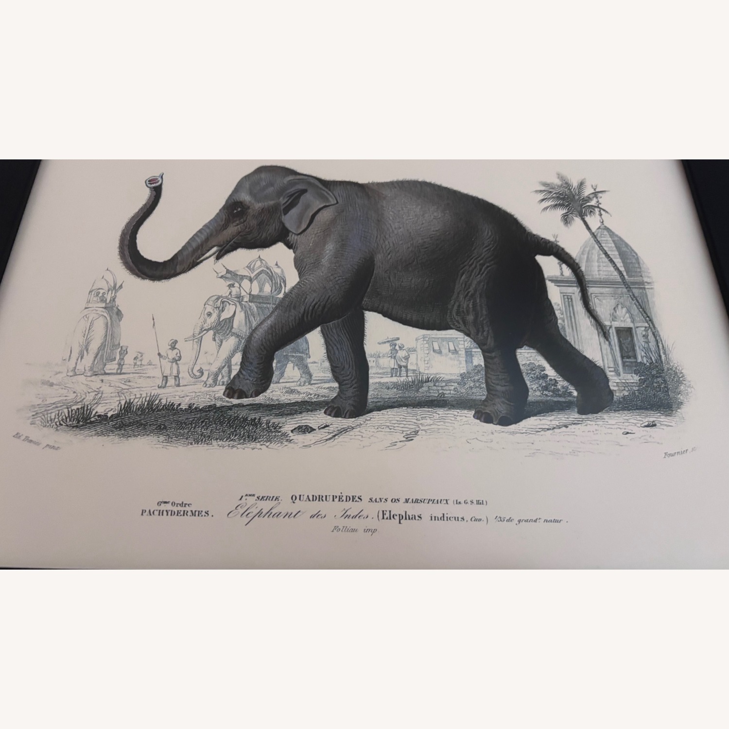 French Zoological Drawings - image-4