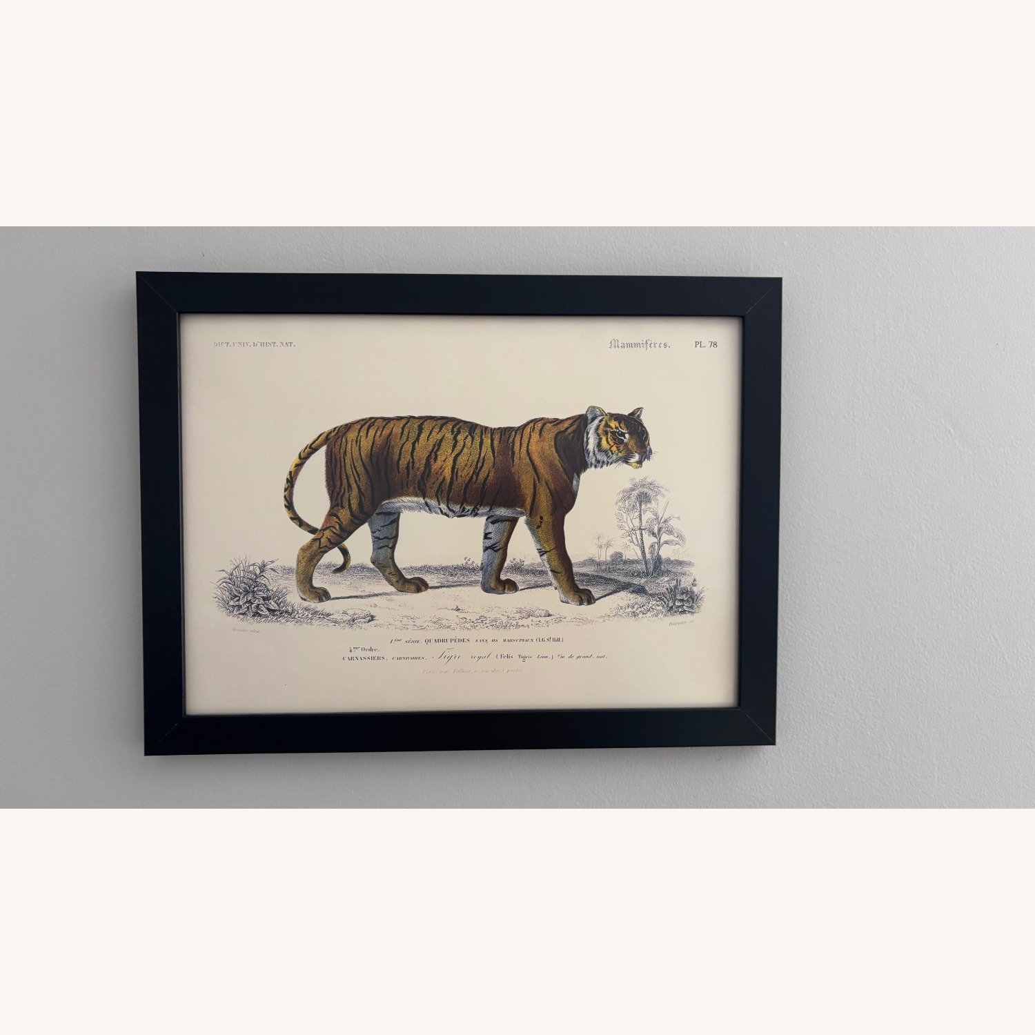 French Zoological Drawings - image-1
