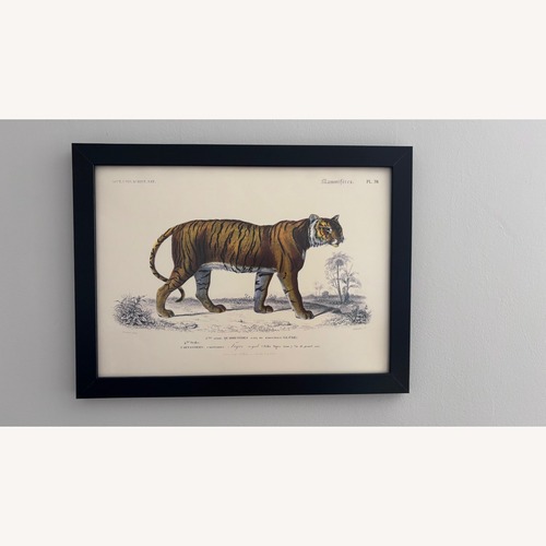 Used French Zoological Drawings for sale on AptDeco