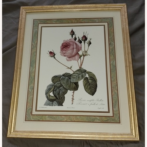 Used PJ Redoute Gold Framed Print Flower for sale on AptDeco