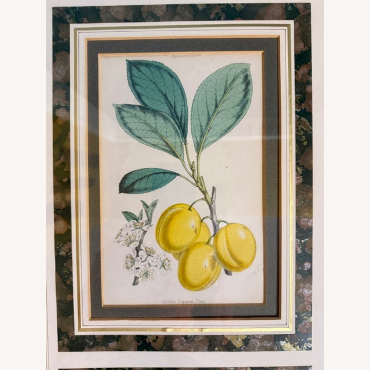 Vintage 19th Century English Botanical Prints  - image-5