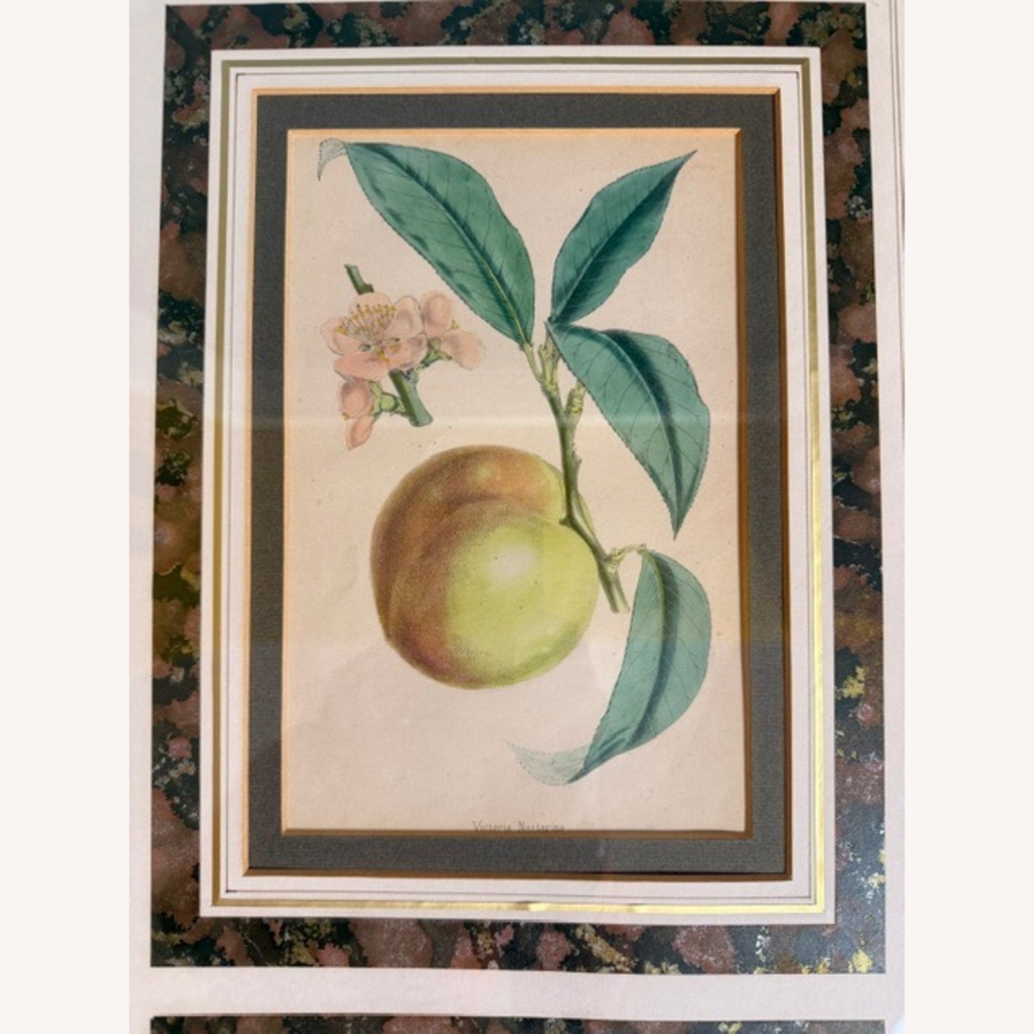 Vintage 19th Century English Botanical Prints  - image-20