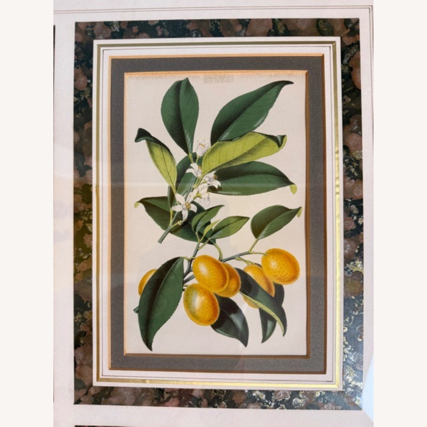 Vintage 19th Century English Botanical Prints  - image-3