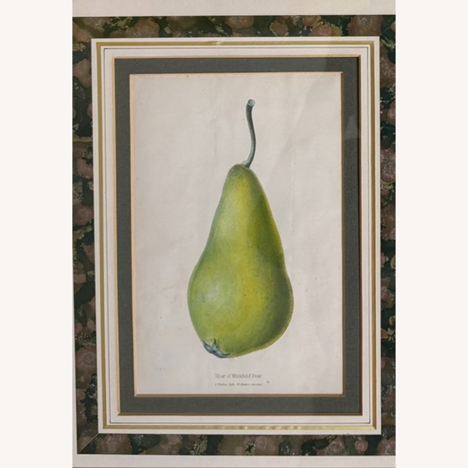 Vintage 19th Century English Botanical Prints  - image-8